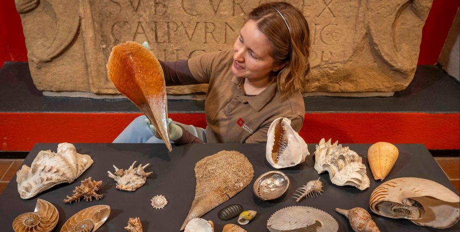 ракушки, коллекция ракушек