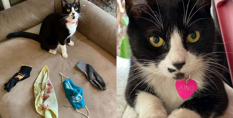 Кішка краде речі з чужих будинків, щоб порадувати власницю, курйози з тваринами, приколи, дивні випадки