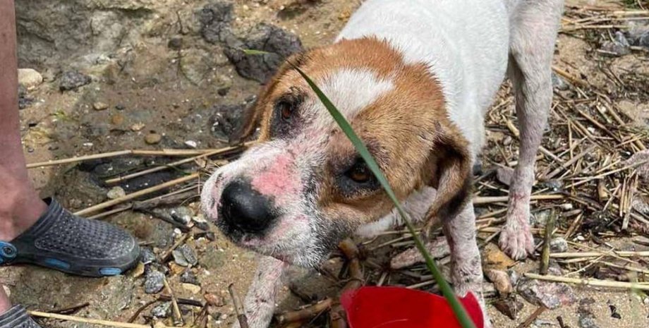 новости одесса, польша, пес боня, пес на плоту, подрыв каховской гЭС