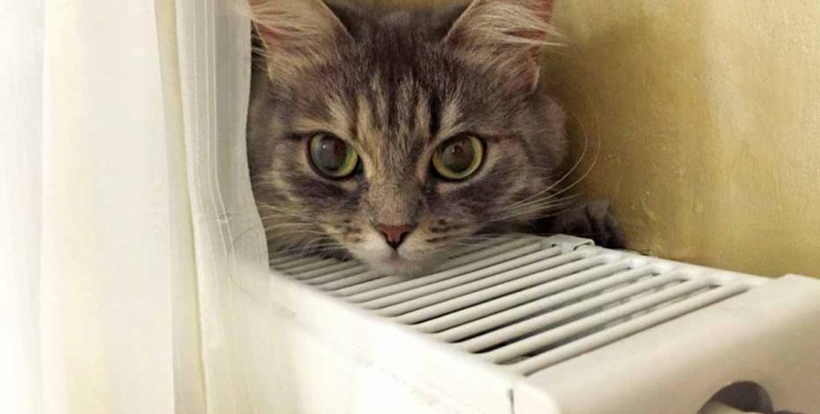 Фото: akzent.zp.ua