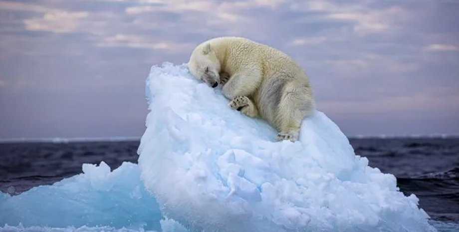 белый медведь, медведь на айсберге