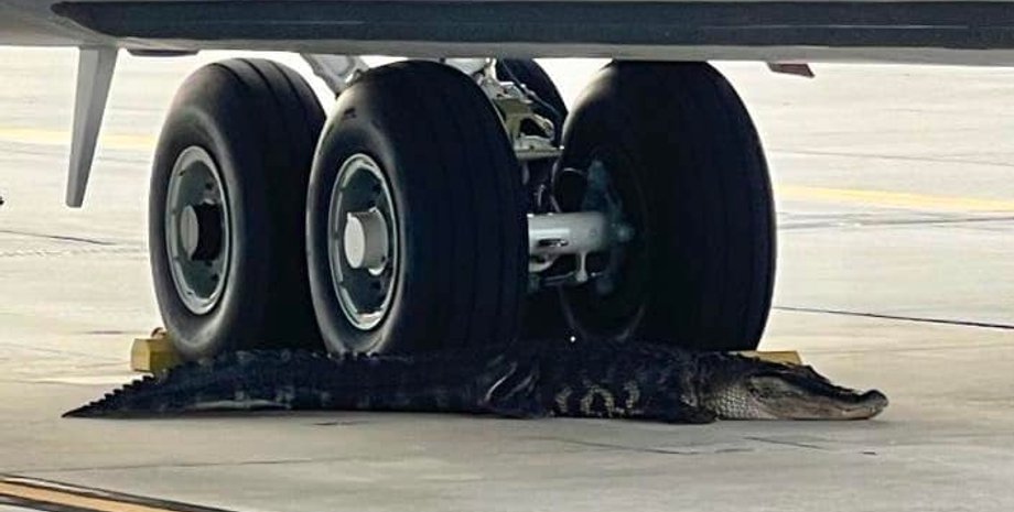 алігатор заблокував злітно-посадкову смугу, американська військова база, військовий літак