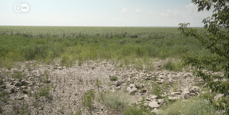 Каховське водосховище, ліс, фото