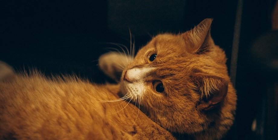 Кот на передовой