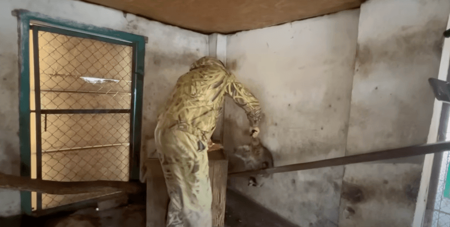 єнот херсон, крадіжка єнота, крадіжка єнота херсон, херсонський єнот, єнот херсонський зоопарк