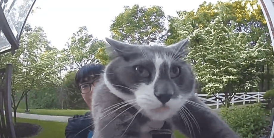 кот сша куменде видео