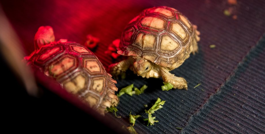 Фото: Facebook/Фельдман Экопарк