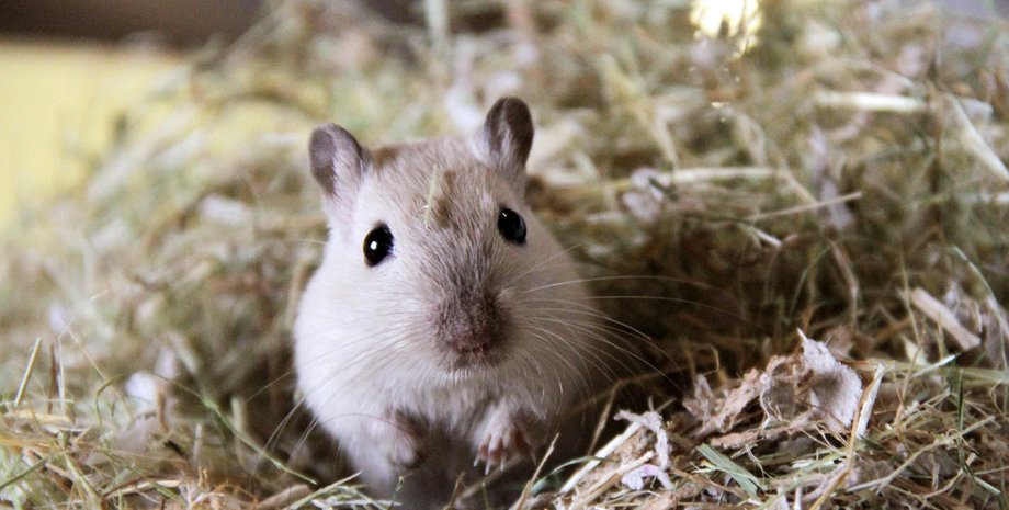 бубонная чума, чума китай, бубонная чума в китае