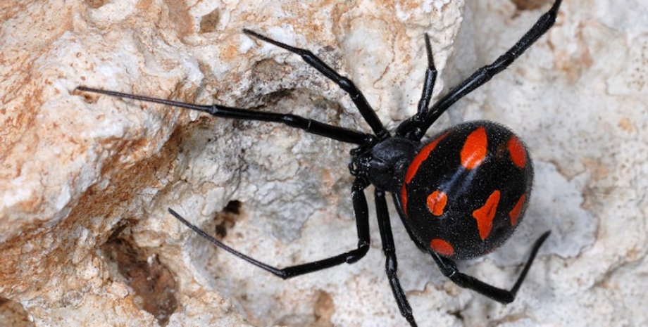 паук, черная вдова, европейская черная вдова