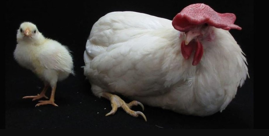 Нормальні курчата породи білий леггорн, інкубовані в прозорій посудині у віці 4 днів (ліворуч) і 9 місяців (праворуч) курчата, пташенята