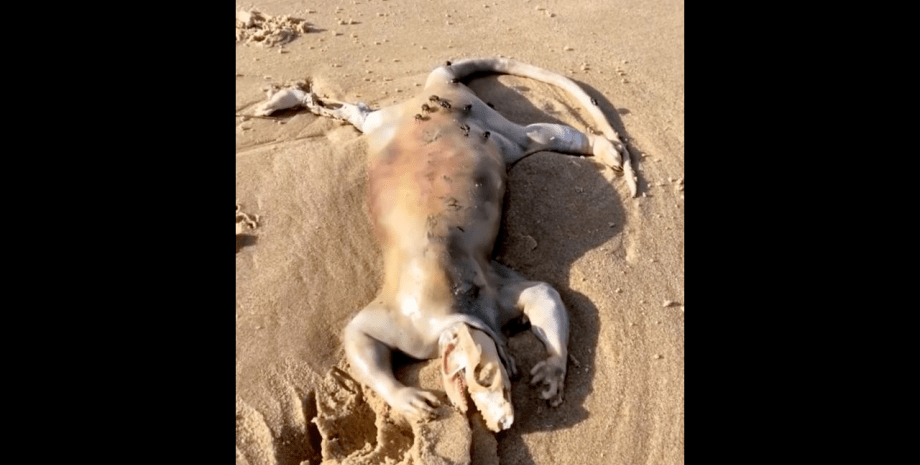істота, пляж, пісок, фото