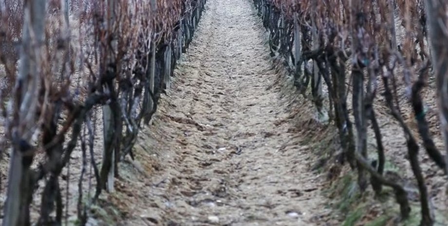 Почва, земля, выращивание винограда