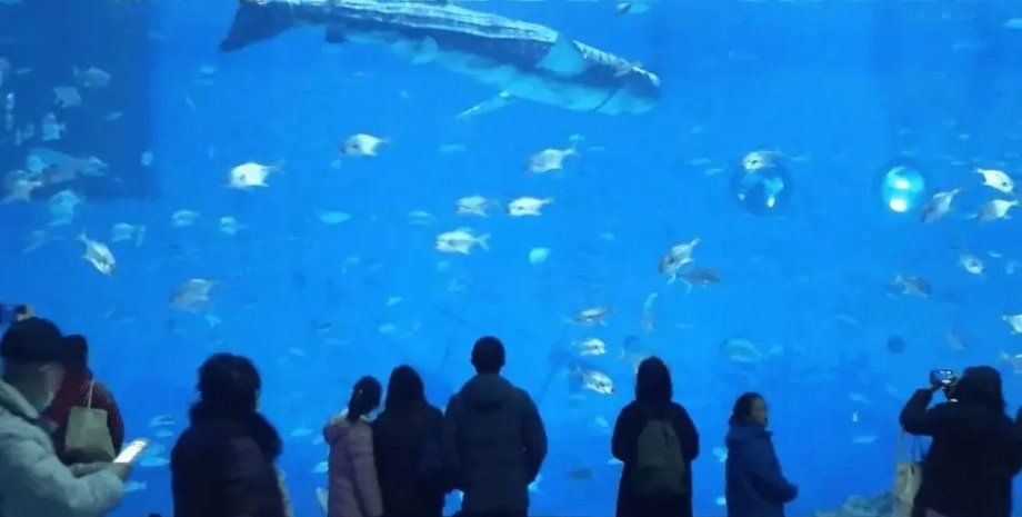 акула-робот, робо-акула, акваріум, скандал, китай