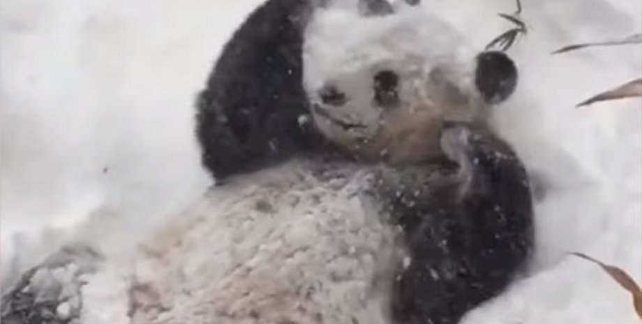 Панда Тянь-Тянь / Фото: YouTube