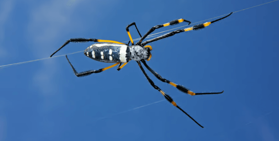 паук, шелкопряд