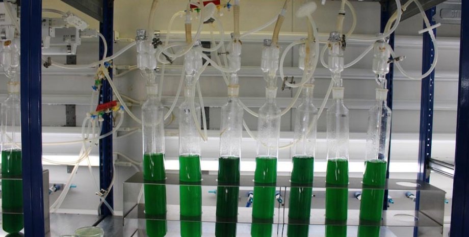 цианобактерии, биопластик