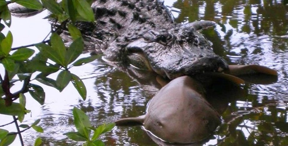 Фото: popmech.ru