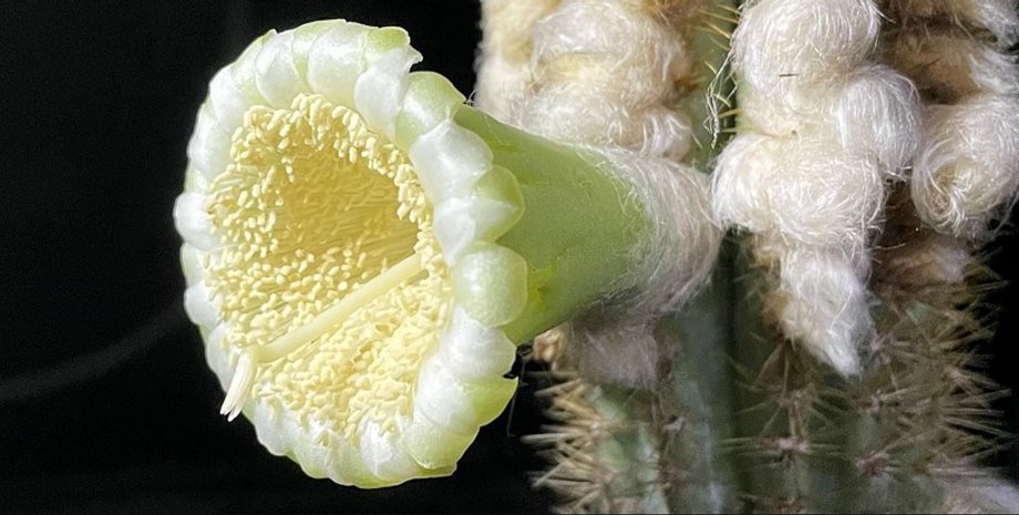 кактус, древний кактус, кактус ки-ларго