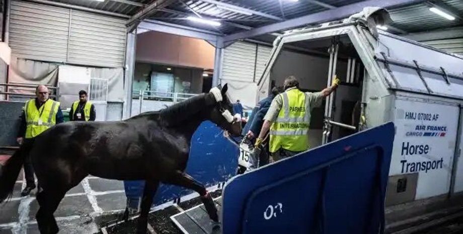 новини сша, новини світу, кінь у салоні літака