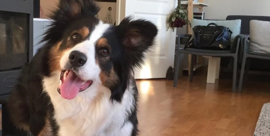 бордер-колли, собаки, гениальность