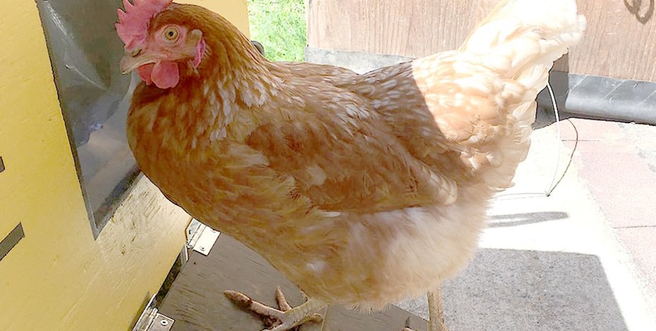 Курица попала в Книгу рекордов Гиннеса, птичка распознает буквы, цифры и цвета, видео, курьезы