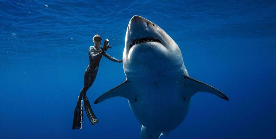 @JUANSHARKS / http://ONEOCEANDIVING.COM / @OceanRamsey