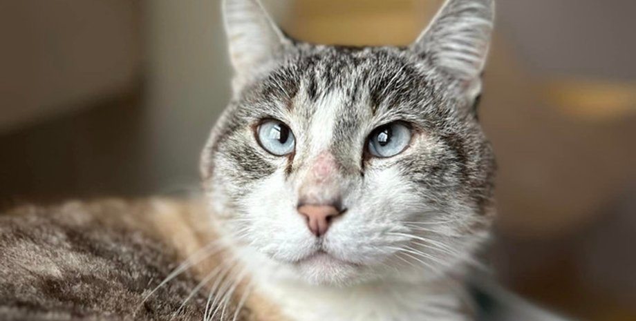 Сиамский метис, пропажа кота, домашние животные, как найти пропавшего кота, поиск, США, курьезы