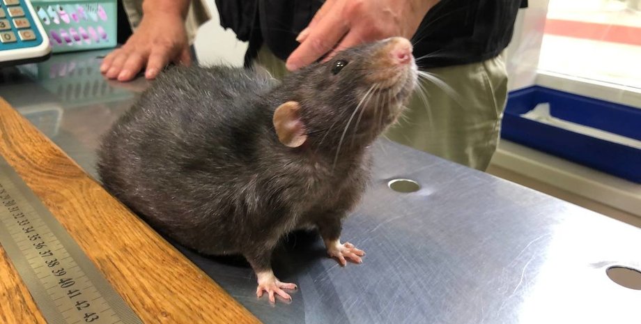 пацюк, пацюк-рекордсмен, щур, Сквиш, рекорд пацюк, сірий пацюк, домашній пацюк