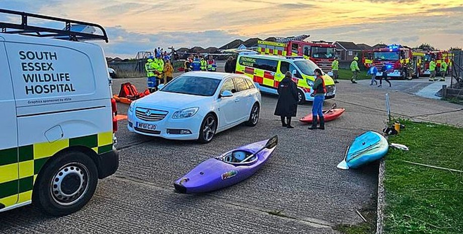 Киты застряли в Темзе, кит, Великобритания