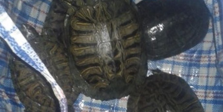 Фото: Facebook Aleksandr Ostrovsky