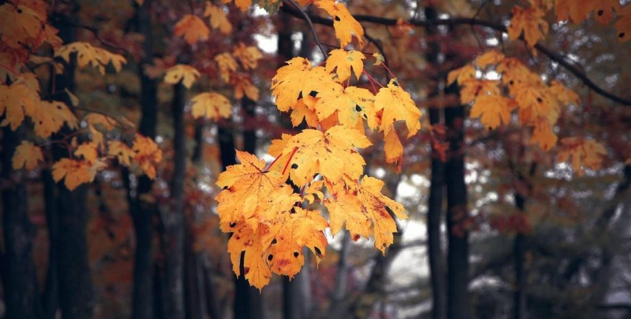 осінь, листя, погода, жовтень