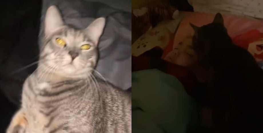 Кошка будит ребенка, кошка будильник, кошка Сьюки, мама научила кошку, кошка будит по утрам, видео с кошкой TikTok, как разбудить ребенка в школу,