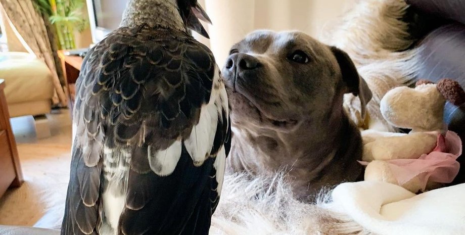 сорока и пес