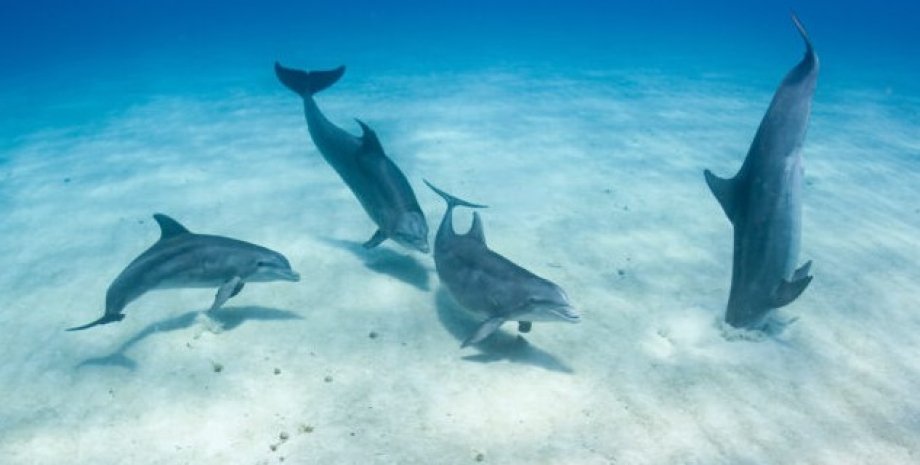 дельфины, ямочки на щечках