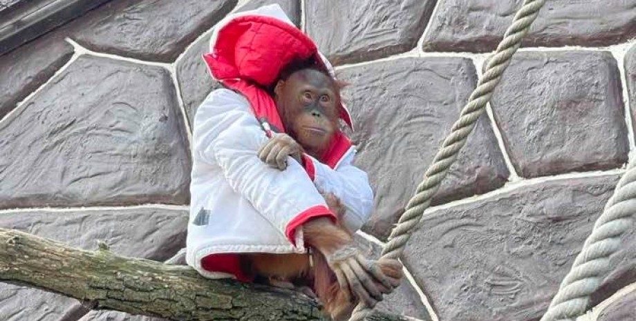 Зоопарк 12 месяцев, обезьяна