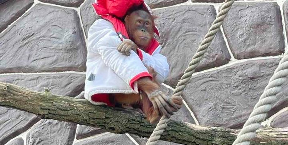 Зоопарк 12 місяців, мавпа