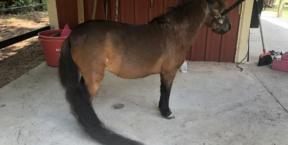 Лошадка с самым длинным в мире хвостом, Книга рекордов Гиннеса, достижения, рекорды, титулы, животные, скакун, фото