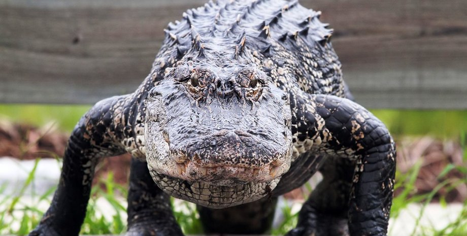 Фото: popmech.ru