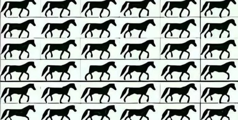 Візуальна головоломка, головоломка, гра, тест, завдання, хитра головоломка, кінь без хвоста, ідеальний зір, зір