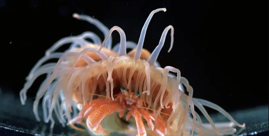 краб-самітник, анемона