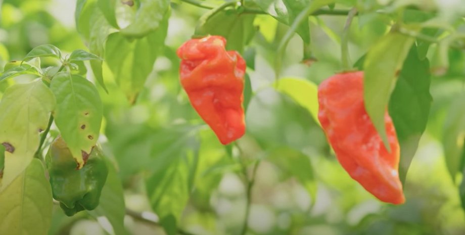 гострий перець, перець чилі, Pepper X