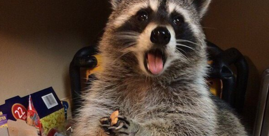 Єнот наївся в будинку так, що застряг і не зміг втекти, смішні історії з тваринами, звірі, курйози, приколи