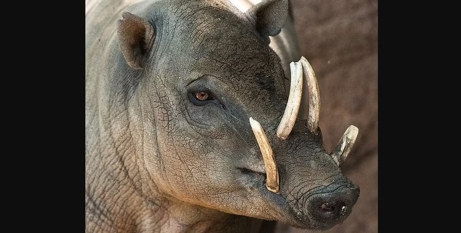 бабіруса, бабіруса самець, свиня олень