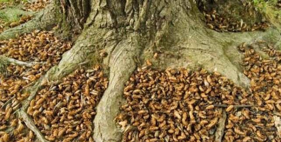 Цикады, клещи, нашествие в США Нашествие цикад в США, вредители, клещи атакуют людей в Америке, пророчество в Библии, предсказания в святом писании