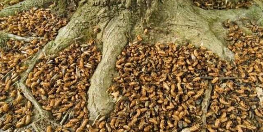 Нашестя цикад в США, шкідники, кліщі атакують людей в Америці, пророцтво у Біблії, передбачення у святому письмі