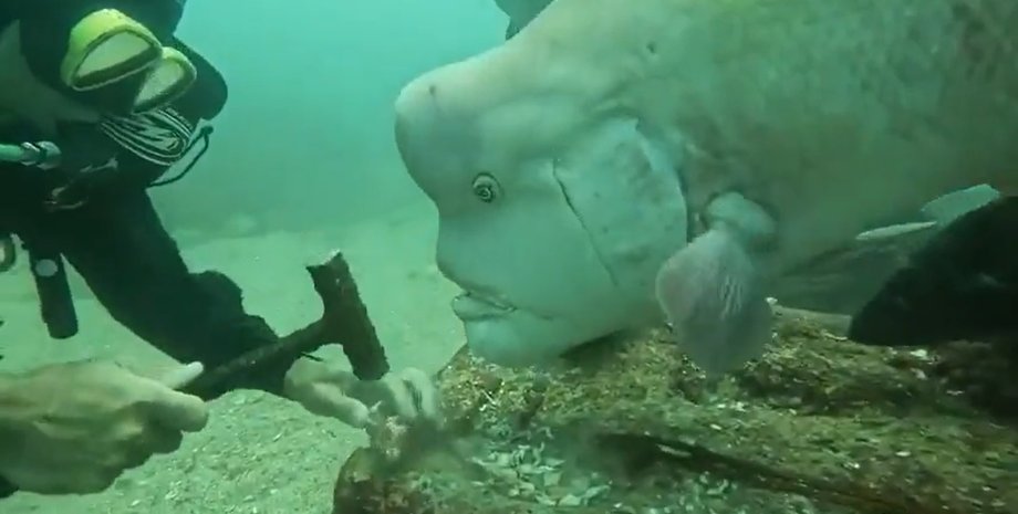 Хіроюки Аракава, кобудай, дайвер, риба