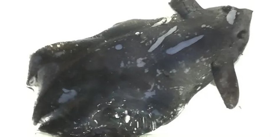 кальмар, кальмар вампир