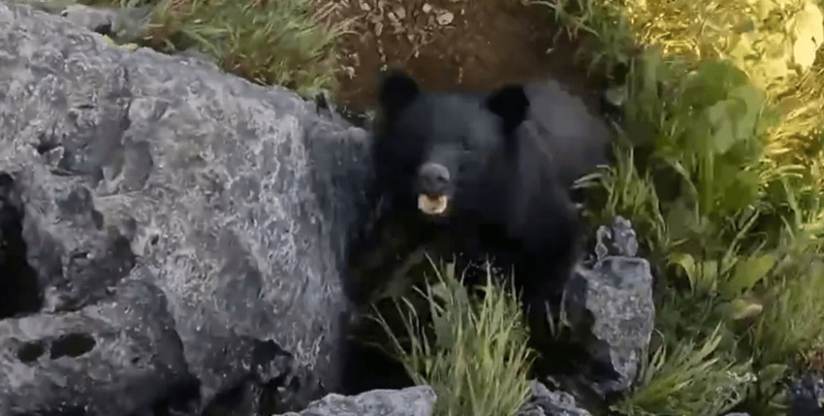 Медведь в горной местности Японии