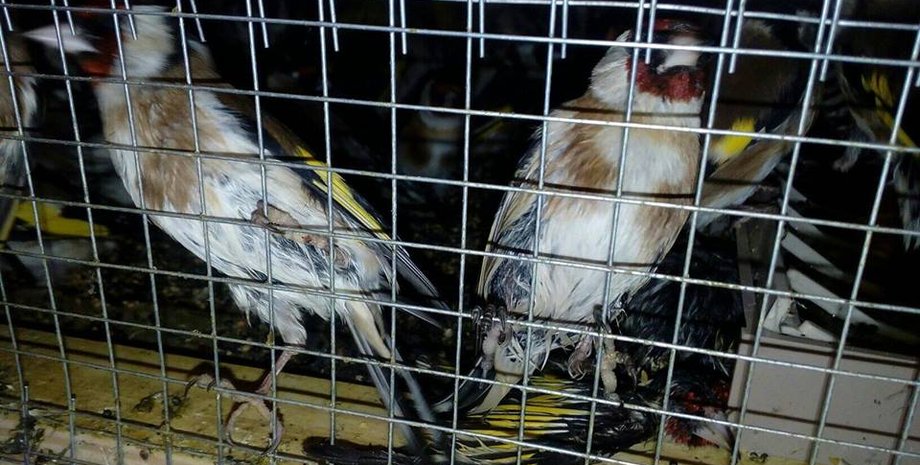 Фото: facebook.com/Приют для птиц и мелких животных "Лунная Долина"