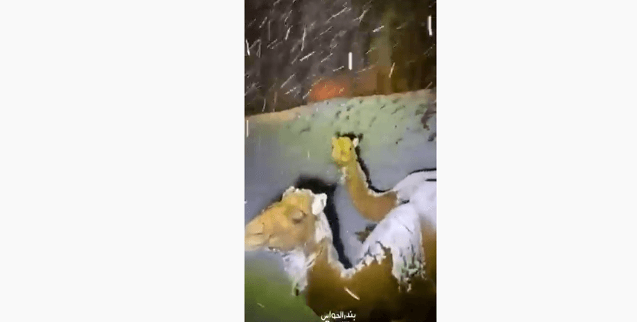 снег, саудовская аравия, фото, верблюды